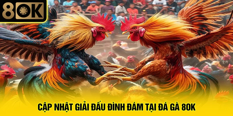 Đá Gà 8OK 2 Cập nhật giải đấu đình đám tại đá gà 8OK